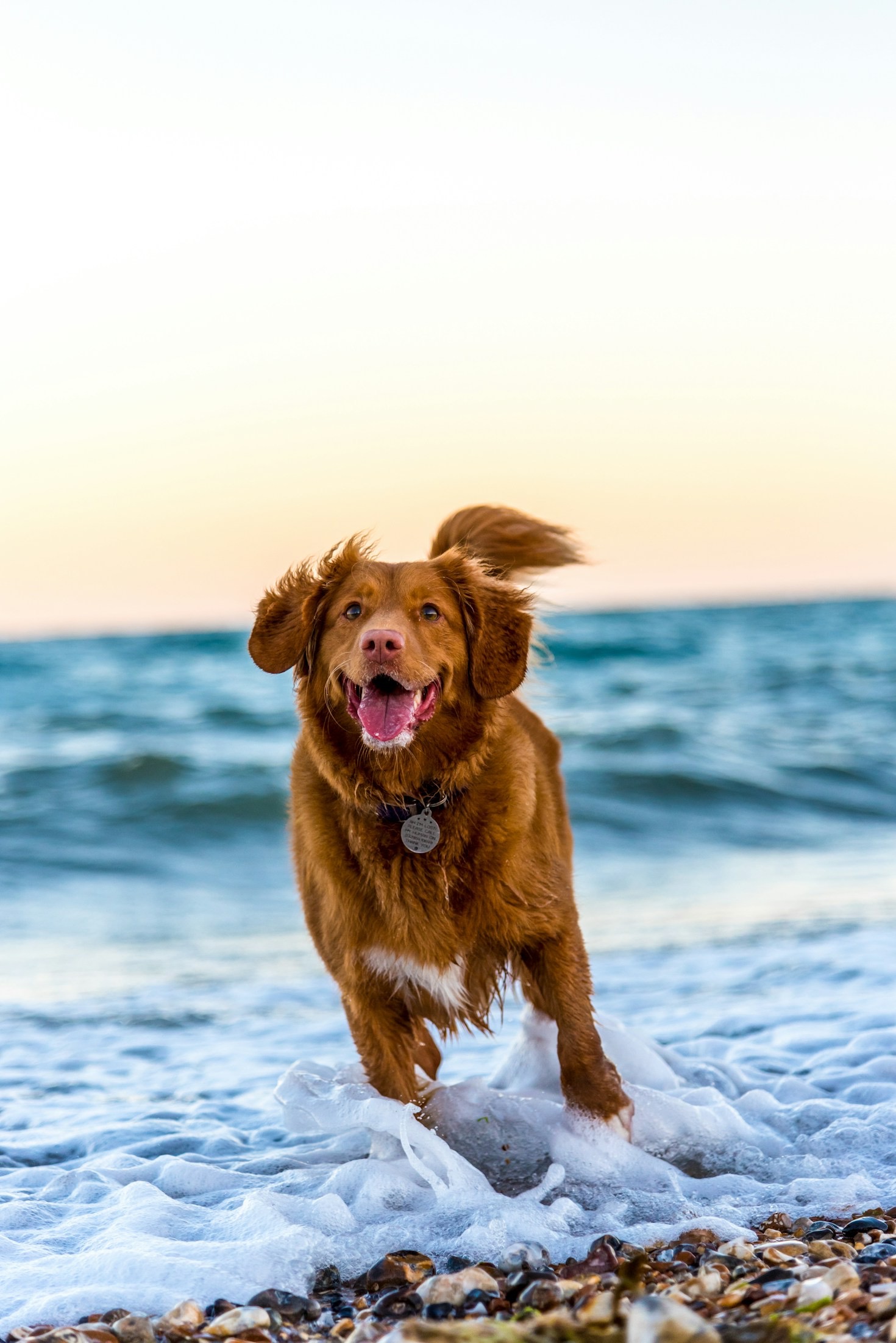 Wie Pflegehunde unser Leben bereichern