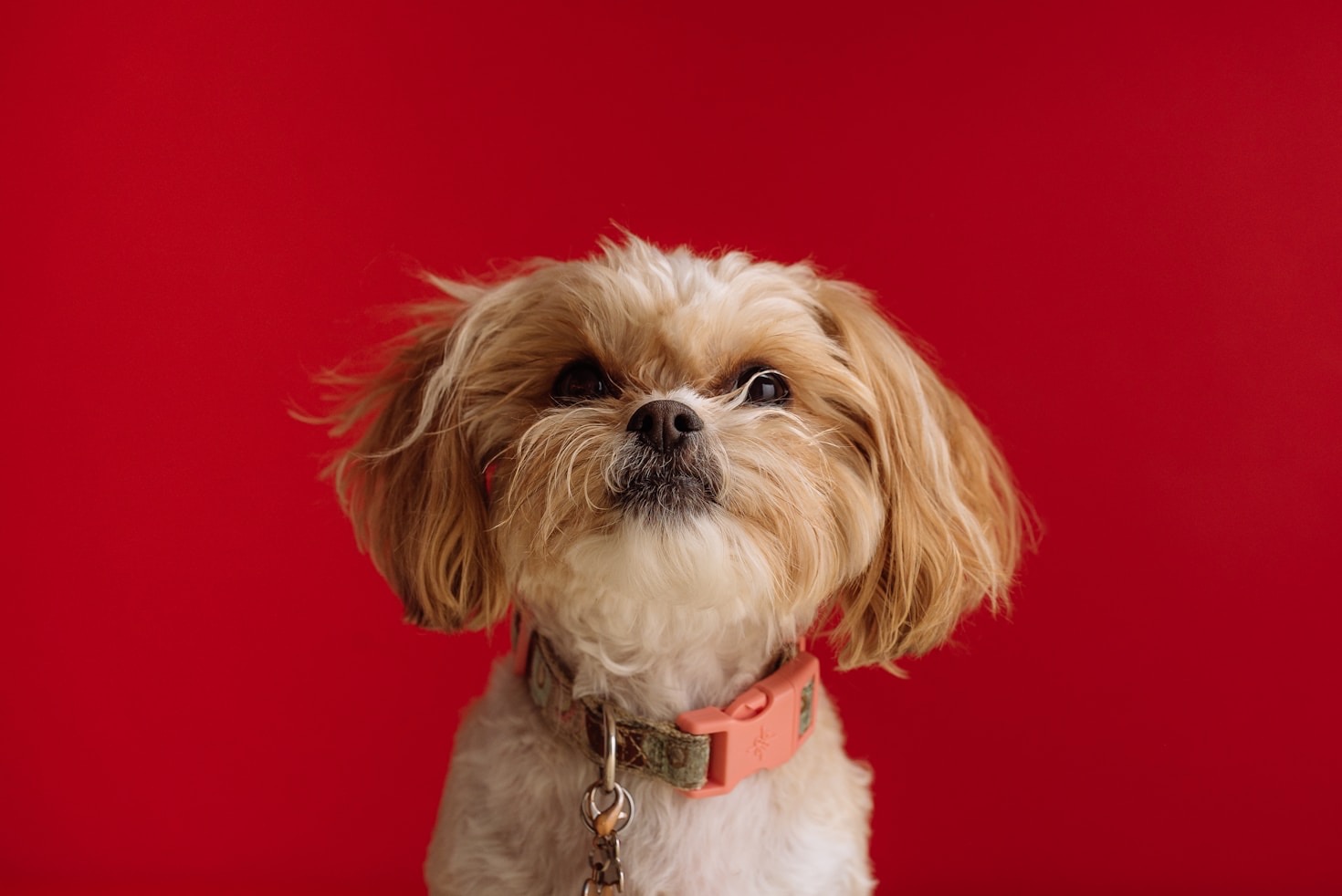 Pflegehunde: Liebe auf Zeit, die Herzen öffnet
