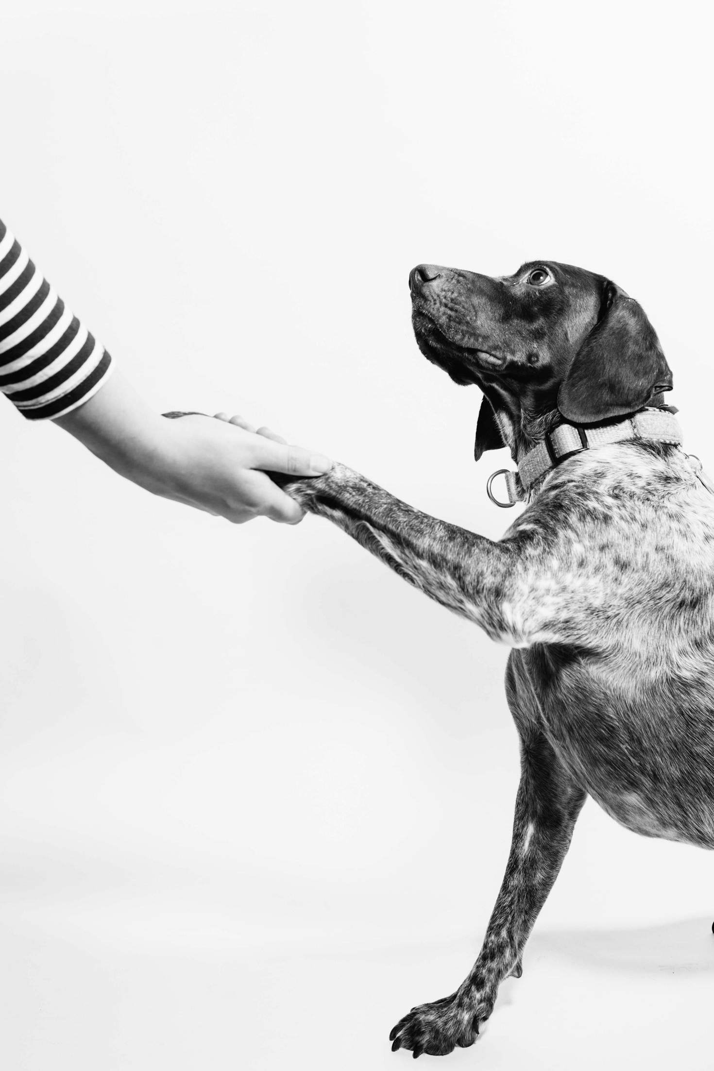 Storytelling im Tierschutz – Warum es so wichtig ist